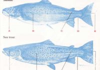 تفاوت ماهی سالمون و قزل آلا